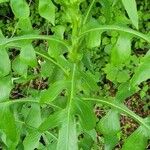 Lactuca biennis Leaf