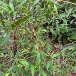 Lasiacis ligulata Habit
