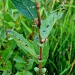 Salix myrsinifolia Bark