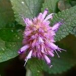 Agastache foeniculum Flower