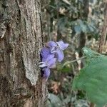 Vitex megapotamica പുഷ്പം