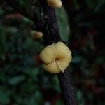 Diospyros bipindensis Flor