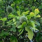 Poncirus trifoliata Fruit