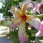 Ceiba speciosa Fleur