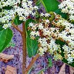 Commersonia bartramia Flower