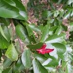 Arthroclianthus sanguineus Blomst