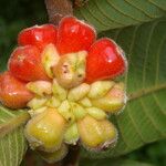 Perebea guianensis Fruto