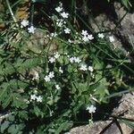 Myosotis laxa Leaf