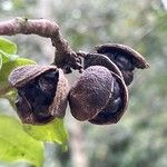 Pittosporum tenuifolium Fruit