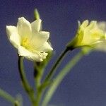 Epilobium luteum Flower