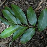 Litchi chinensis Leaf