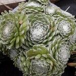 Sempervivum arachnoideum Deilen