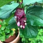 Leycesteria formosaŽiedas