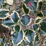 Ilex aquifoliumبرگ