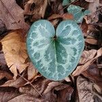 Asarum virginicum Frunză