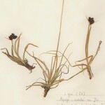 Carex parviflora Hábito