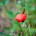 Papaver rhoeas Květ