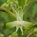 Habenaria humilior Λουλούδι