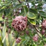 Dais cotinifolia Φρούτο