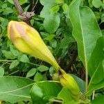 Solandra maxima Outro