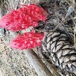 Sarcodes sanguinea 花