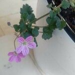 Erodium corsicum Цвят