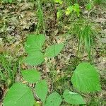 Hylodesmum glutinosum Blatt