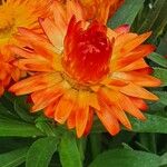 Xerochrysum bracteatum ᱵᱟᱦᱟ