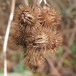 Arctium minus Fruitua