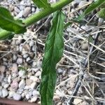 Echium plantagineum Leaf