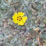 Cistus halimifoliusLorea