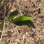 Ehretia cymosa List