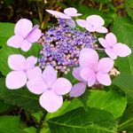 Hydrangea serrata Кветка