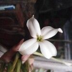 Combretum indicum Kwiat