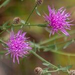 Centaurea stoebe Flower