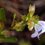 Pedicularis racemosa 花
