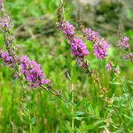 Lythrum salicaria Цветок