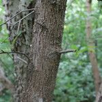 Sideroxylon lanuginosum Bark