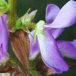 Desmodium cuspidatum