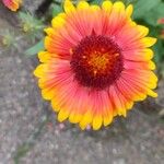 Gaillardia x grandiflora花