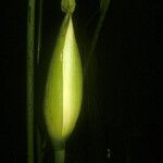 Cyclanthus bipartitus Vili