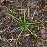 Isoetes histrix Habitus