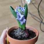 Hyacinthus orientalisफूल