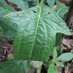 Neurolaena lobata Leaf