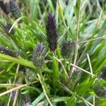 Sesleria caerulea Blad