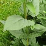 Scrophularia oblongifolia Leaf