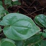 Epimedium alpinum Fuelha