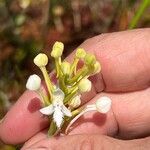 Platanthera blephariglottis 花