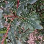 Arbutus andrachneBlatt