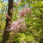 Rhododendron canescens Çiçek